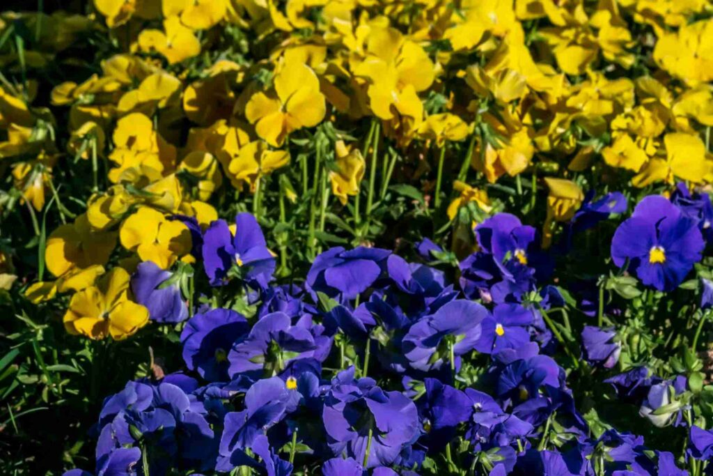 Violas