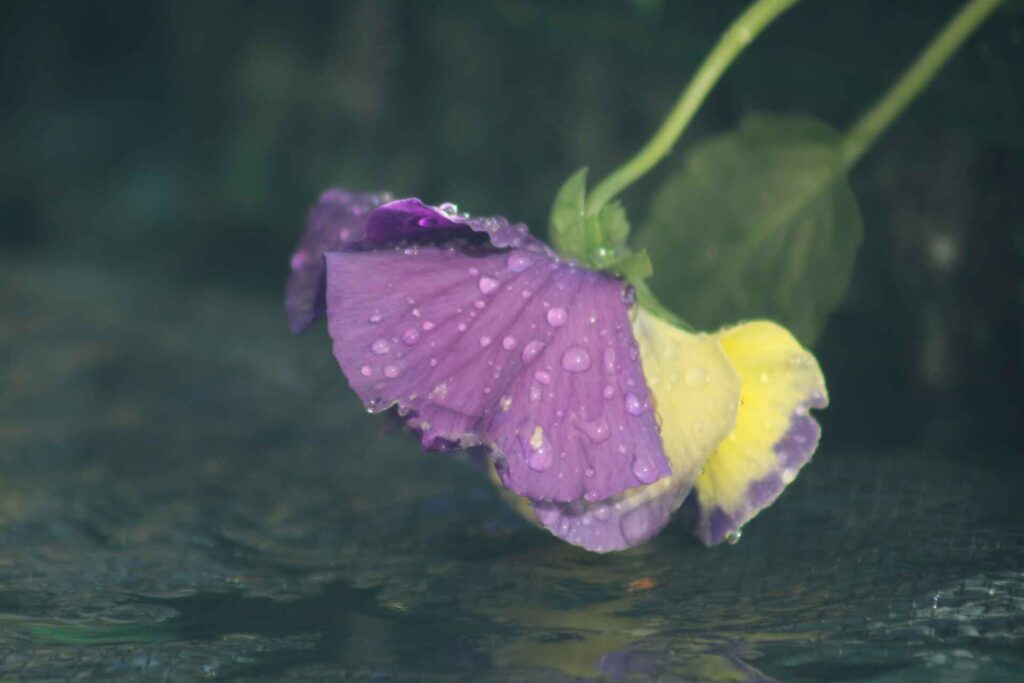 Winter Pansies