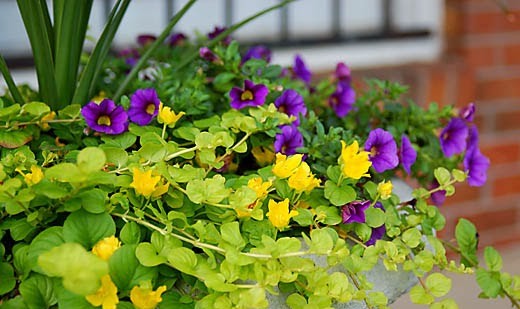 creeping jenny