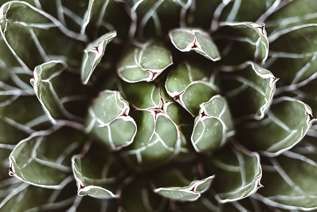 7 Desert Plants That Can Survive Indoors