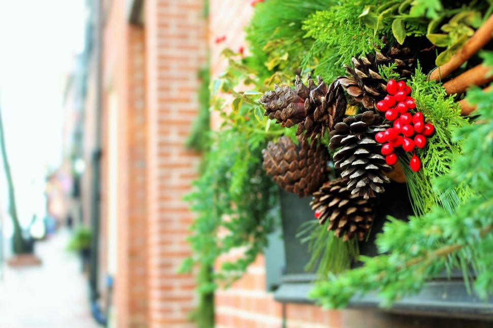 hanging plant for winter