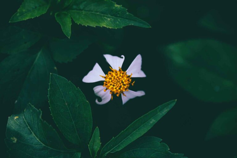 Houseplants with White Flowers