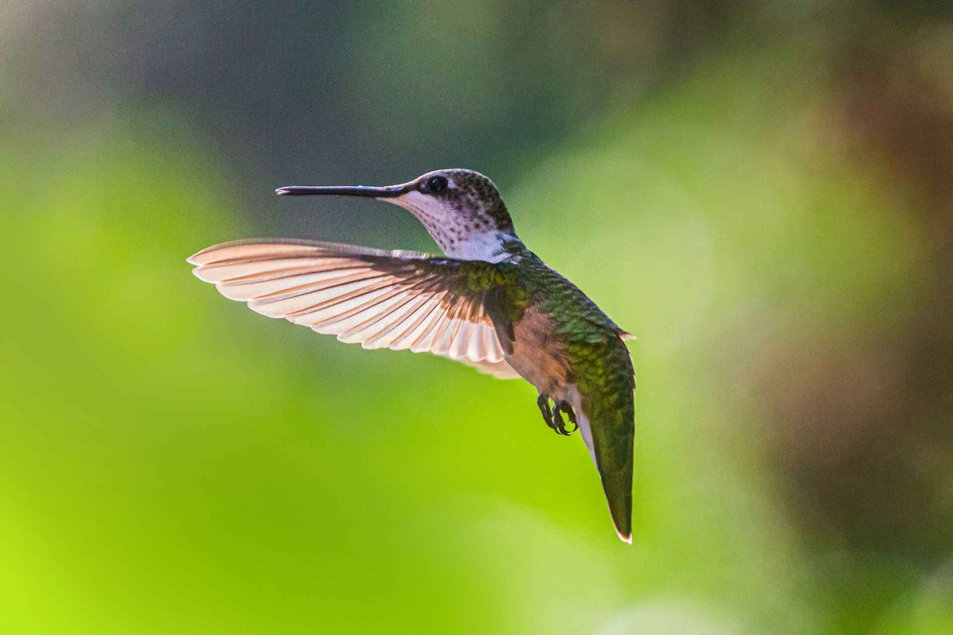 How to Attract Hummingbirds to Your Garden