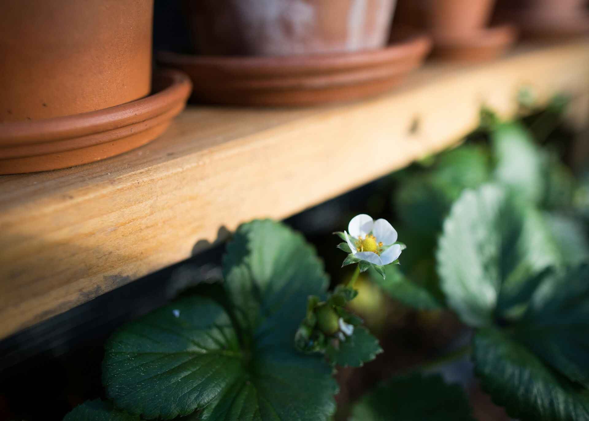 How to Grow Vertical Gardens in Small Spaces