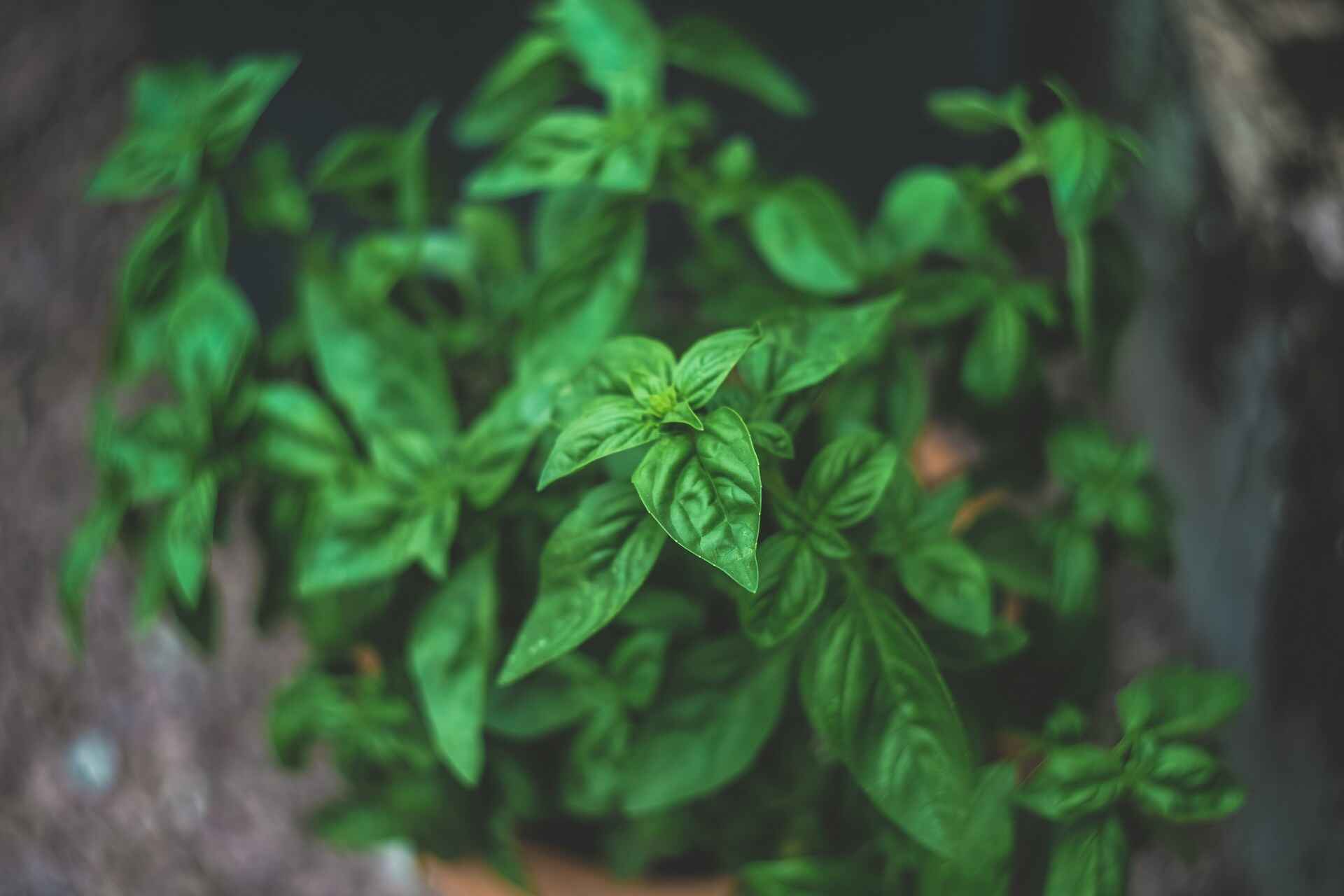 How to Start an Indoor Herb Garden