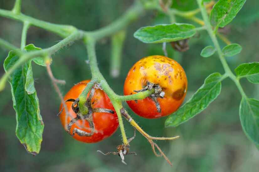 How To Stop Verticiliam in Tomatoe Plants