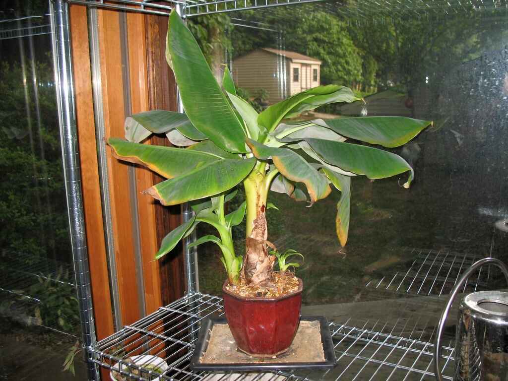 9 Best Similar to Banana Plant Indoors