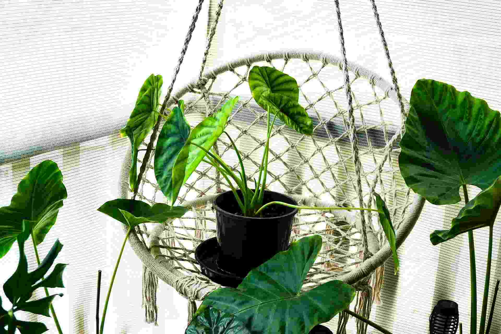 What are the best 5 houseplants?