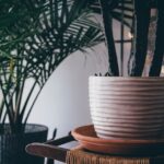 What Are the Side Effects of Indoor Plants?