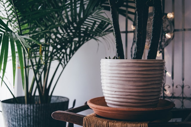 What Are the Side Effects of Indoor Plants?