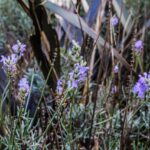 What Is the Focal Point of a Lavender Plant?