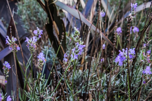 What Is the Focal Point of a Lavender Plant?