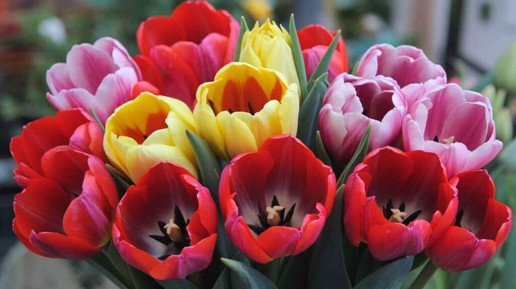 Tulips in full Bloom