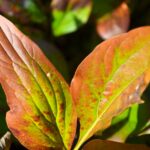 What is The Foliage Color Changes of a Peony