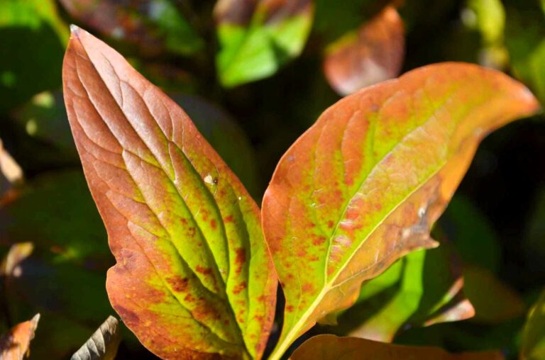 What is The Foliage Color Changes of a Peony